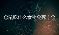 倉鼠吃什么食物會死（倉鼠吃什么食物）
