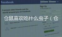 倉鼠喜歡吃什么蟲子（倉鼠喜歡吃什么）