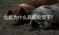 倉鼠為什么喜歡咬籠子?？倉鼠為什么喜歡咬籠子里的東西