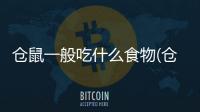 倉鼠一般吃什么食物(倉鼠一般吃什么蔬菜)