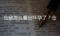 倉鼠怎么看出懷孕了？倉鼠怎么看出懷孕沒有