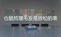 倉鼠梳理毛發是放松的表現嗎(倉鼠是怎么梳理毛發的)