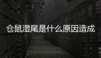 倉鼠濕尾是什么原因造成的？倉鼠濕尾征兆