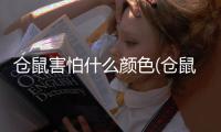 倉鼠害怕什么顏色(倉鼠眼睛什么顏色)