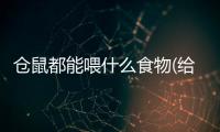倉鼠都能喂什么食物(給倉鼠喂什么最好)