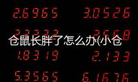 倉鼠長胖了怎么辦(小倉鼠太胖了怎么辦)
