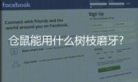 倉鼠能用什么樹枝磨牙?除了蘋果素質(zhì)還有什么?？倉鼠能用什么樹枝磨牙呢
