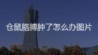 倉鼠胳膊腫了怎么辦圖片？倉鼠胳膊紅腫怎么回事