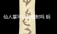 仙人掌可以防輻射嗎 螞蟻莊園（螞蟻莊園仙人掌防輻射嗎）