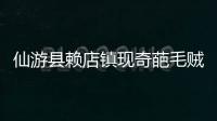 仙游縣賴店鎮(zhèn)現(xiàn)奇葩毛賊 專偷公共攝像頭