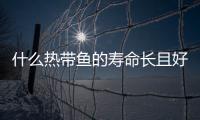什么熱帶魚的壽命長且好養(什么熱帶魚壽命長又好養又便宜)
