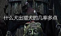 什么犬出獵犬的幾率多點小(什么犬最適合做獵犬)