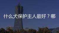 什么犬保護主人最好？哪種狗保護主人