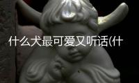 什么犬最可愛又聽話(什么犬最可愛又嬌小)