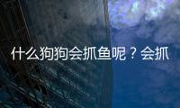 什么狗狗會抓魚呢？會抓魚的狗是什么品種