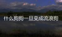 什么狗狗一旦變成流浪狗，壓根活不下去？
