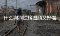 什么狗狗性格溫順又好看(什么狗狗便宜又好看)