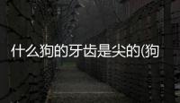 什么狗的牙齒是尖的(狗小時(shí)候有沒有牙齒)