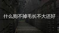 什么狗不掉毛長(zhǎng)不大還好養(yǎng)？什么狗不掉毛長(zhǎng)不大又好養(yǎng)
