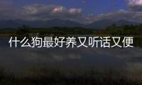 什么狗最好養又聽話又便宜大型犬？ 哪種狗便宜又好養
