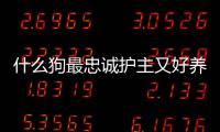 什么狗最忠誠護主又好養又聰明(什么品種的狗最忠誠)