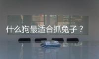 什么狗最適合抓兔子？ 狗捉兔子大全