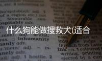 什么狗能做搜救犬(適合當搜救犬的犬種)