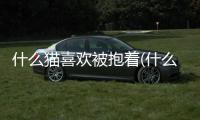 什么貓喜歡被抱著(什么貓喜歡抱抱)