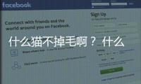 什么貓不掉毛啊？ 什么貓不掉毛