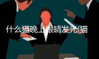 什么貓晚上眼睛發(fā)光(貓的眼睛在夜里會(huì)發(fā)光的原因)