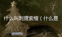什么叫刺猬紫檀（什么是刺猬紫檀）