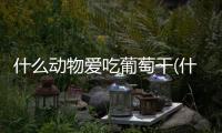 什么動(dòng)物愛吃葡萄干(什么動(dòng)物愛吃葡萄柚)