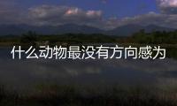 什么動(dòng)物最沒有方向感為什么（什么動(dòng)物最沒有方向感）