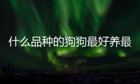 什么品種的狗狗最好養最溫順(什么品種的狗狗最忠誠)