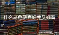 什么烏龜便宜好養又好看(什么烏龜便宜好養活)