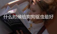 什么時候給狗狗驅蟲最好？狗什么時候用驅蟲藥