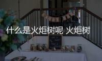 什么是火炬樹呢 火炬樹有什么作用嗎