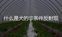 什么是犬的非條件反射現(xiàn)象？犬的非條件刺激包括
