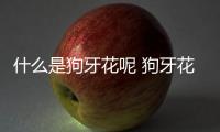 什么是狗牙花呢 狗牙花有什么作用呢