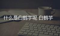 什么是白鶴芋呢 白鶴芋有什么作用呢