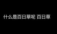 什么是百日草呢 百日草有什么用呢