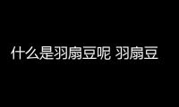 什么是羽扇豆呢 羽扇豆有什么作用呢