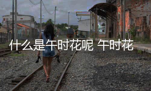什么是午時花呢 午時花有什么作用呢