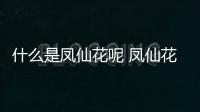 什么是鳳仙花呢 鳳仙花有什么作用呢