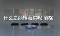 什么是麗格海棠呢 麗格海棠有什么作用呢