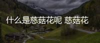 什么是慈菇花呢 慈菇花有什么作用呢