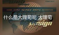 什么是大理菊呢 大理菊有什么作用呢