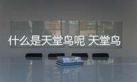 什么是天堂鳥(niǎo)呢 天堂鳥(niǎo)有什么作用呢