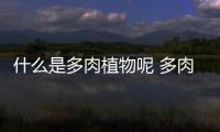 什么是多肉植物呢 多肉植物有什么特點呢