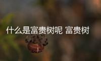 什么是富貴樹呢 富貴樹有什么作用呢